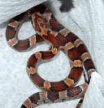 11'30'05-Love-Okeetee-male-1.jpg