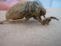 cicada 5.JPG