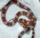11'30'05-Love-Okeetee-male-5.jpg