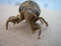 cicada 6.JPG