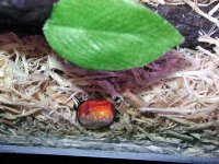 GluttonBurrowed.jpg