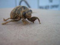 cicada 7.JPG