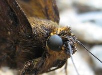 butterfly face smaller.JPG
