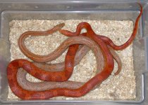 1 Lava X abherent rosy rat VG664.jpg