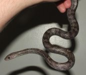 120105 paula (10).JPG