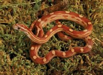 SnakeNuttsMonterey.jpg