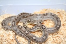 anerymot2.jpg