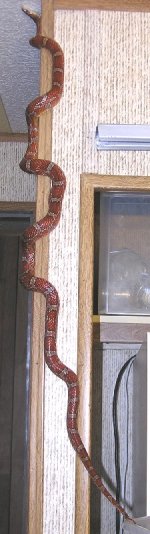 climber2.JPG