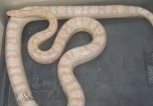 snowstor.jpg