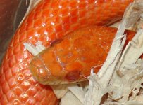 2`7`05-Amel-stripe-head.jpg
