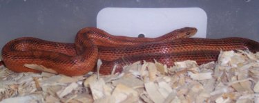 BloodredMale copy.JPG