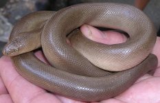 rubberboa.JPG