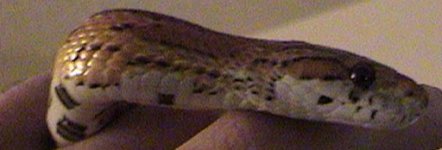 snakea.jpg