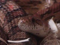 snakeb.jpg