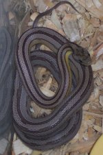 AneryStripeFemale copy.JPG