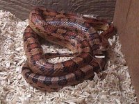 snakec.jpg