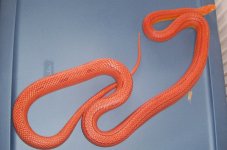 MaleAmelStripe copy.JPG