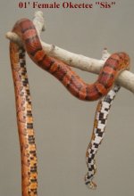 HPIM2238.JPG