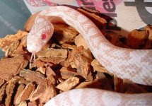 pearl-in-viv-second-day-ton.jpg
