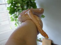 FEMALE1.jpg