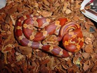 widget-curled-in-viv-first-.jpg
