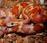 widget-close-up-viv-first-d.jpg