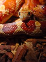 widget-tongue-in-v-first-da.jpg