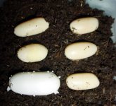 One-good-vs-5-slug.jpg
