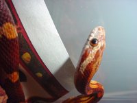 bandit-clos-head-neck-first.jpg