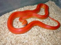 sunglow stripe.jpg