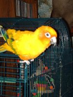 Peaches 002.jpg