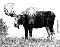 moose.jpg