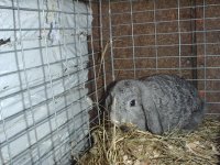 bunny4.JPG