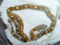 caramel-motley-het-butter-j.jpg