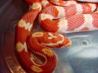 banded-amel-just-got-close-.jpg