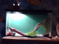pets 010.jpg