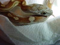 caramel-motley-just-got-clo.jpg