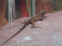 pets 002.jpg