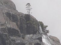 yosemitefallstree.JPG