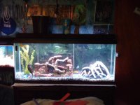 pets 011.jpg
