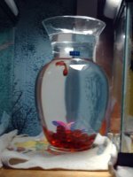 pets 008.jpg