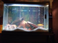 pets 014.jpg