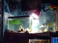 pets 013.jpg