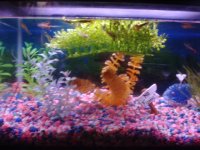 guppy.JPG