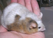 toffeenut2.JPG