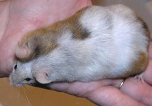 toffenut3.JPG
