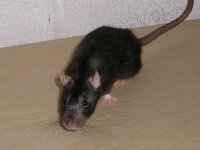 Rat.JPG