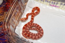 dark hypo bloodred.jpg