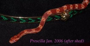prescillaaftershed0106.jpg