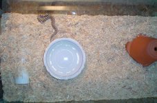 Babe in his new cage.JPG